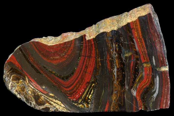 Polished Tiger Iron Stromatolite - ( Billion Years) #75835